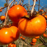 Kaki Vaniglia (Diospyros kaki 'Vaniglia')