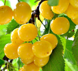 Cireș Donissen Galben – Portaltoi Gisela 5 (Prunus avium 'Dönissens Gelbe')