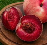 Piersic Rubino (Prunus persica 'Rubino')