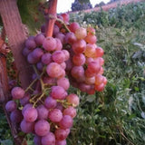 Viță de Vie Bakator (Vitis vinifera 'Bakator')