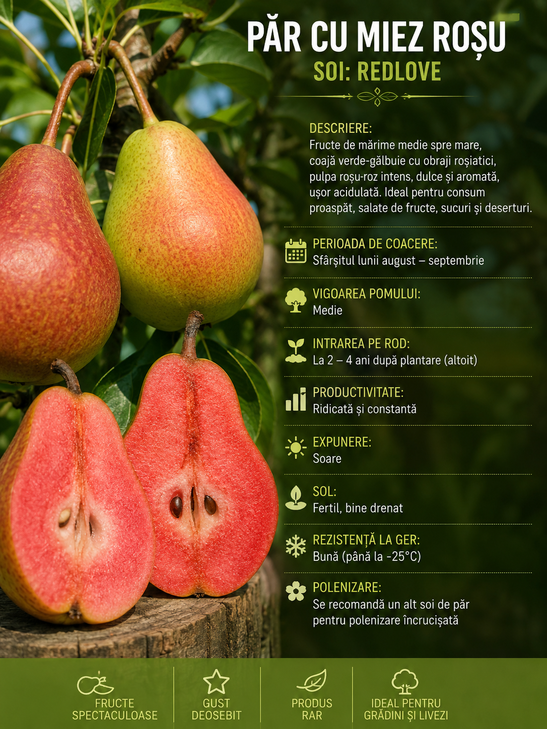 Păr cu Miez Roșu (Pyrus communis 'Red Flesh')