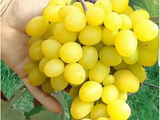 Butași Viță de Vie Maxi White (Vitis vinifera 'Maxi White')