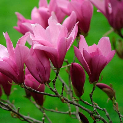 Magnolia Purple Ann (Magnolia 'Purple Ann') – Ghiveci, înălțime 80–100 cm