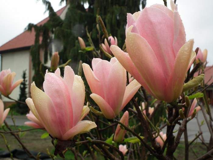 Magnolia Coral Lake Portocalie (Magnolia 'Coral Lake') – Ghiveci, înălțime 80–100 cm