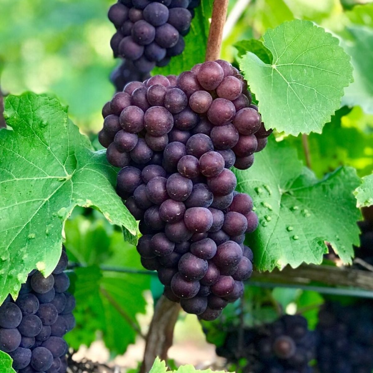 Butași Viță de Vie Pinot Grigio (Vitis vinifera 'Pinot Grigio')