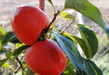 Kaki Rojo Brillante (Diospyros kaki 'Rojo Brillante')