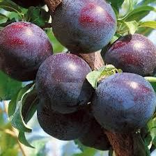 Prun Columnar Fruca Prunus