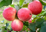 Mar Red Melba