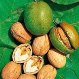 Nuc Carpatica