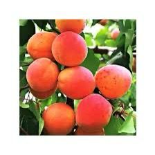 Cais – Carmela