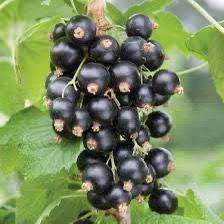 Coacăz Negru