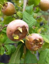 Moșmon - Mespilus Germanica