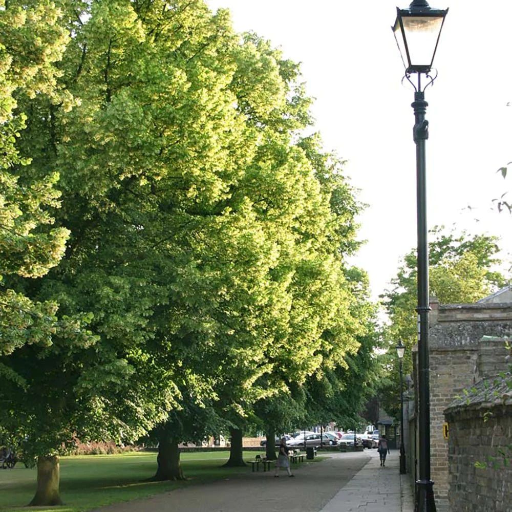 Tei Mirositor – Tilia cordata