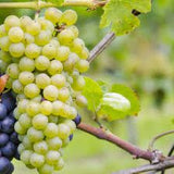 Butași Viță de Vie – Riesling Italian
