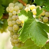 Butași Viță de Vie – Sauvignon Blanc