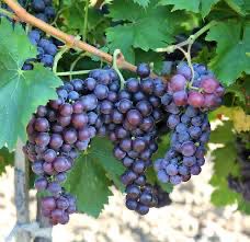 Butași Viță de Vie – Traminer Roz