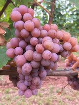 Butași Viță de Vie – Traminer Roz