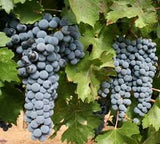 Butași Viță de Vie – Cabernet Sauvignon