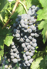Butași Viță de Vie – Merlot
