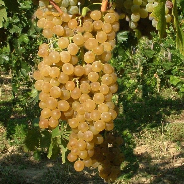 Butași Viță de Vie – Muscat de Poloskei