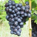 Butași Viță de Vie – Nero