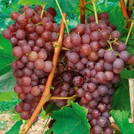 Butași Viță de Vie – Chasselas Doré