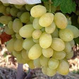 Butași Viță de Vie – Kismis Galben