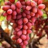 Butași Viță de Vie – Crimson Seedless
