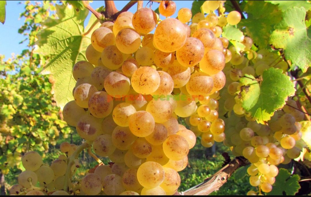 Butași Viță de Vie – Fraga