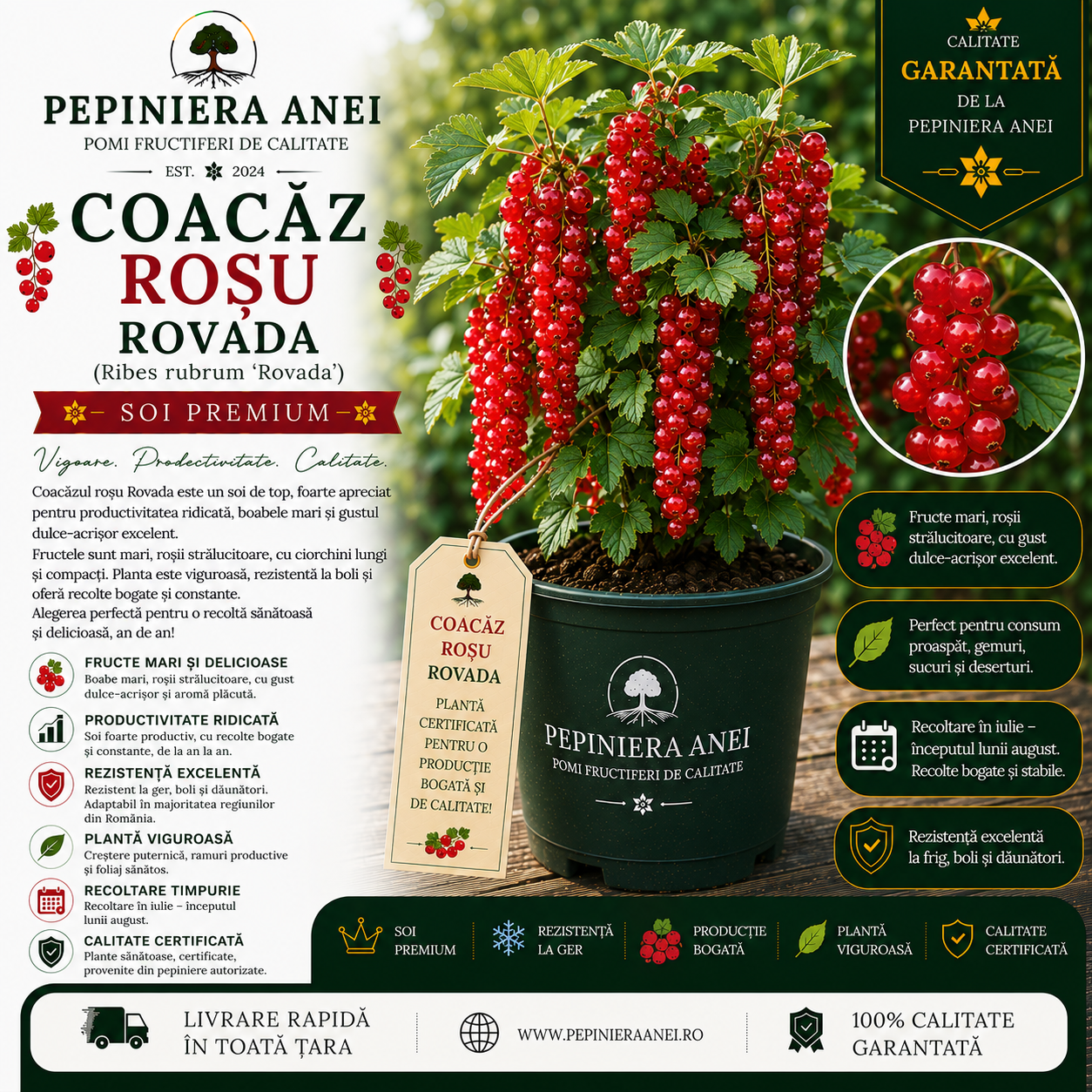 Coacăz Roșu Rovada (Ribes rubrum 'Rovada')