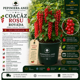 Coacăz Roșu Rovada (Ribes rubrum 'Rovada')