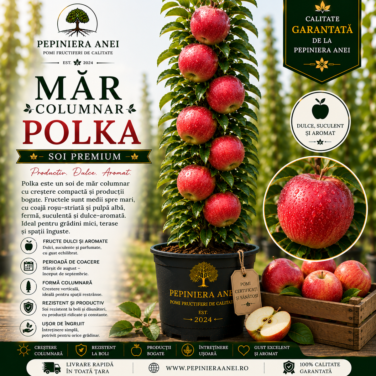 Măr Columnar – Polka