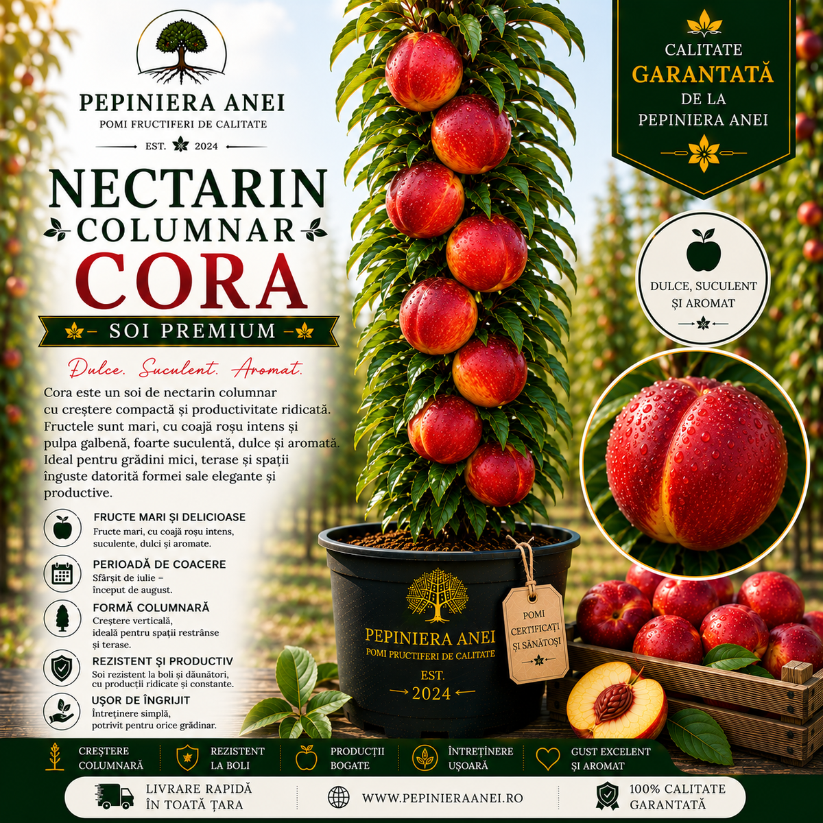 Nectarin Columnar – Cora