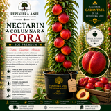 Nectarin Columnar – Cora
