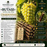 Butași Viță de Vie Chardonnay (Vitis vinifera 'Chardonnay')