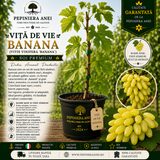 Viță de Vie Banana (Vitis vinifera 'Banana')