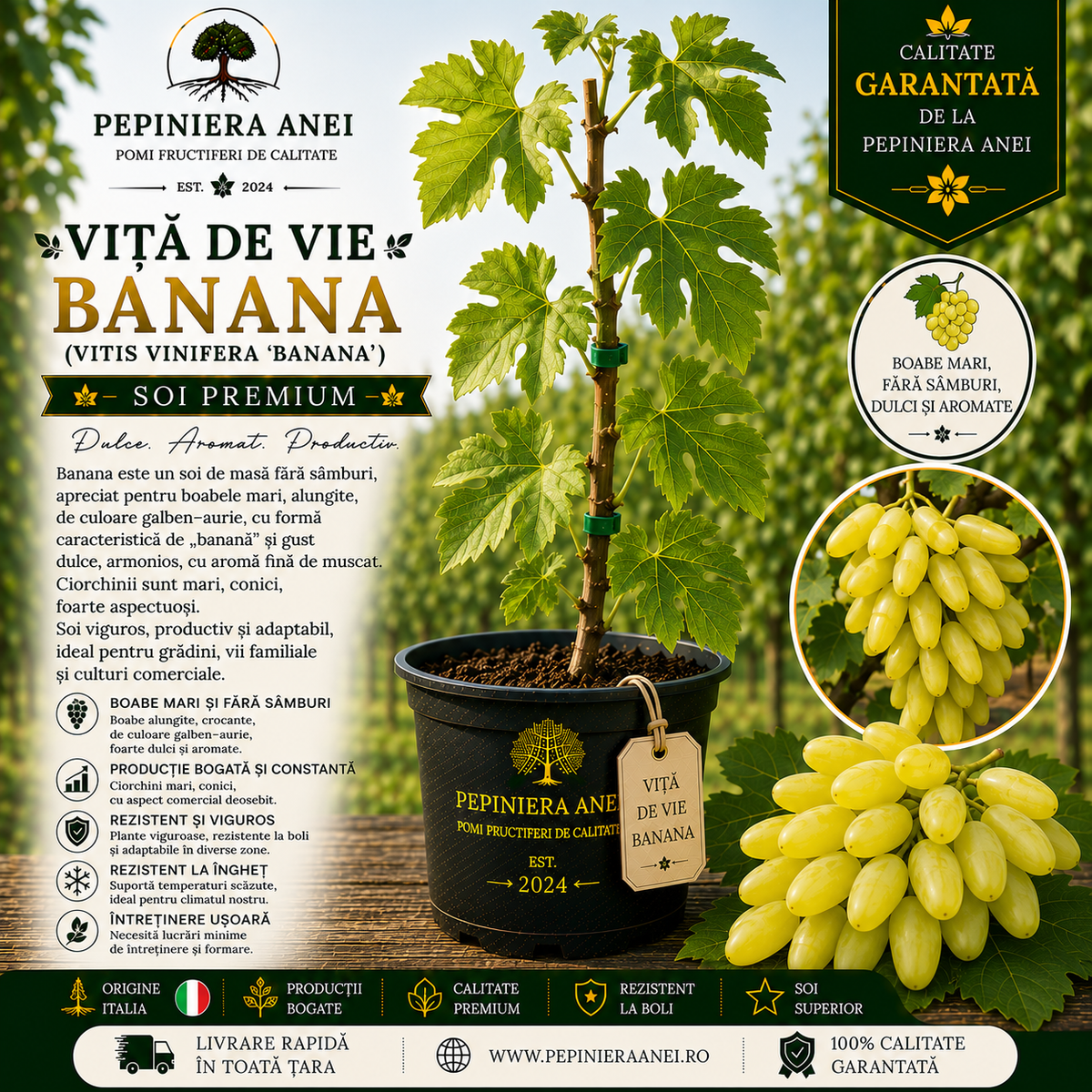 Viță de Vie Banana (Vitis vinifera 'Banana')