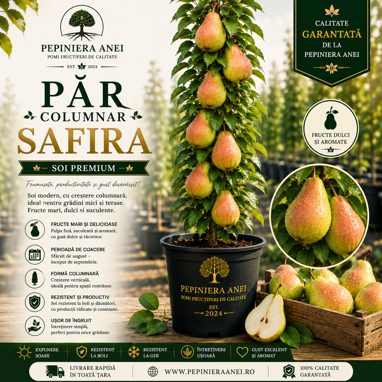 Păr Columnar – Safira