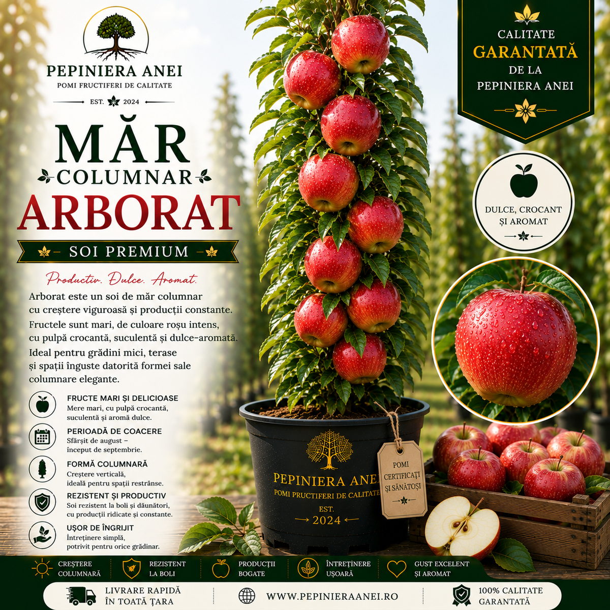 Măr Columnar – Arborat