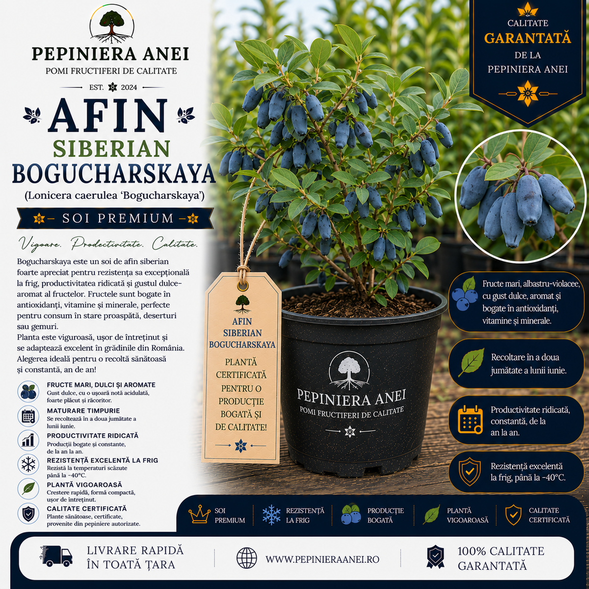Afin Siberian Bogucharskaya (Lonicera caerulea 'Bogucharskaya')