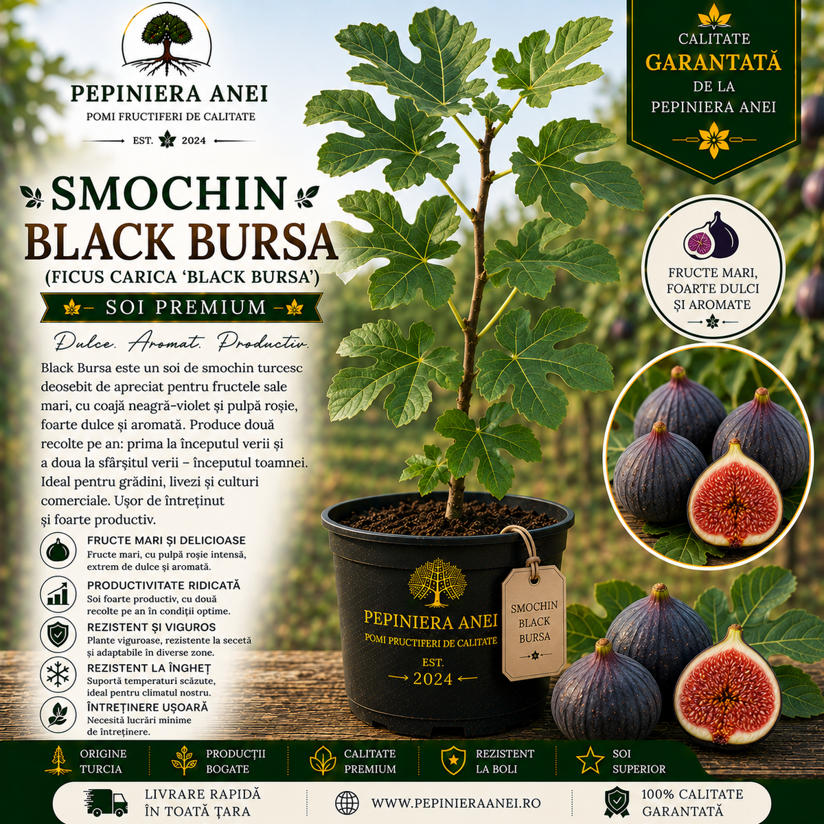 Smochin Black Bursa (Ficus carica 'Black Bursa')