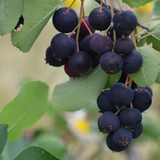Afin Canadian (Vaccinium corymbosum 'Canadian')