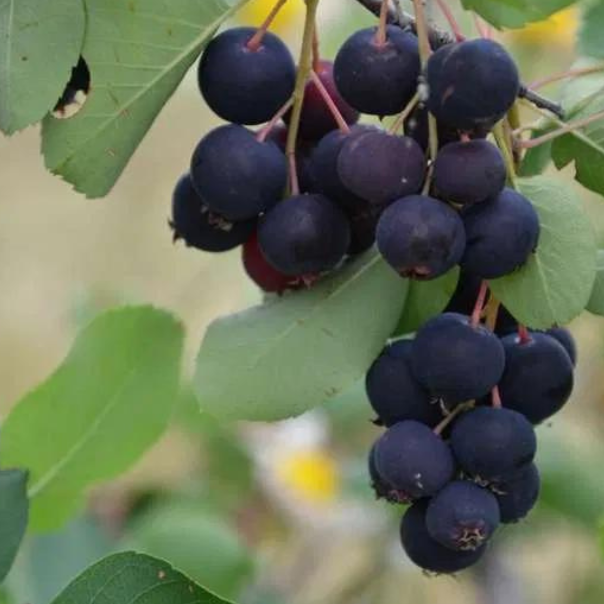 Afin Canadian (Vaccinium corymbosum 'Canadian')