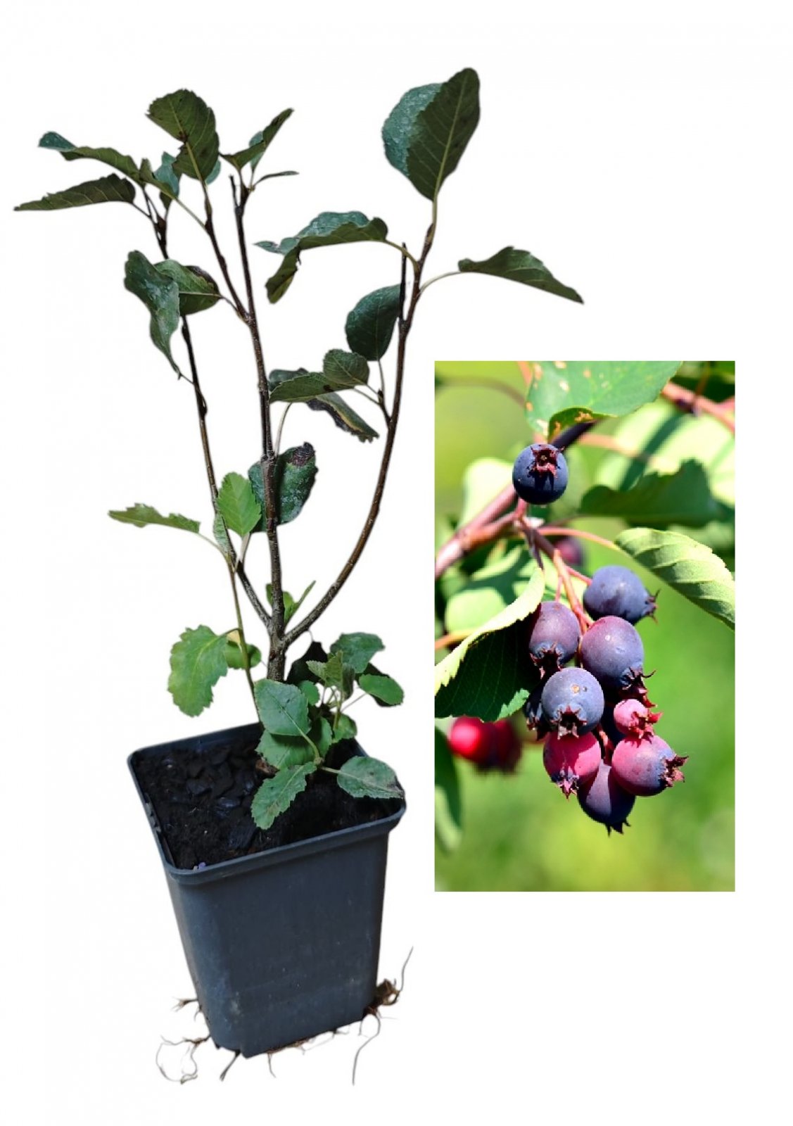 Afin Canadian Honeywood (Amelanchier alnifolia 'Honeywood')