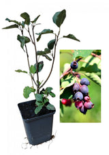 Afin Canadian Honeywood (Amelanchier alnifolia 'Honeywood')