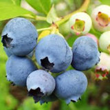 Afin de Cultură Duke (Vaccinium corymbosum 'Duke')