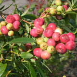 Afin Pink Lemonade (Vaccinium corymbosum 'Pink Lemonade')