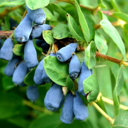 Afin Siberian Lonicera Zojka (Lonicera caerulea 'Zojka')