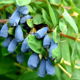 Afin Siberian Lonicera Zojka (Lonicera caerulea 'Zojka')