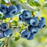Afin Spartan (Vaccinium corymbosum 'Spartan')